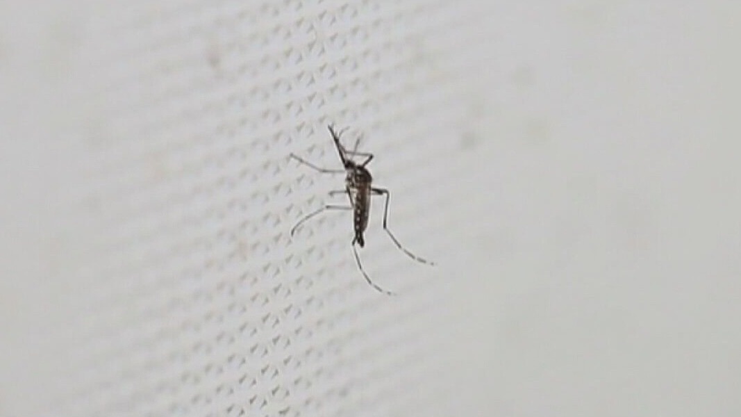 Texan with no travel history diagnosed with malaria